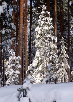 Ensilumi ja aurinko